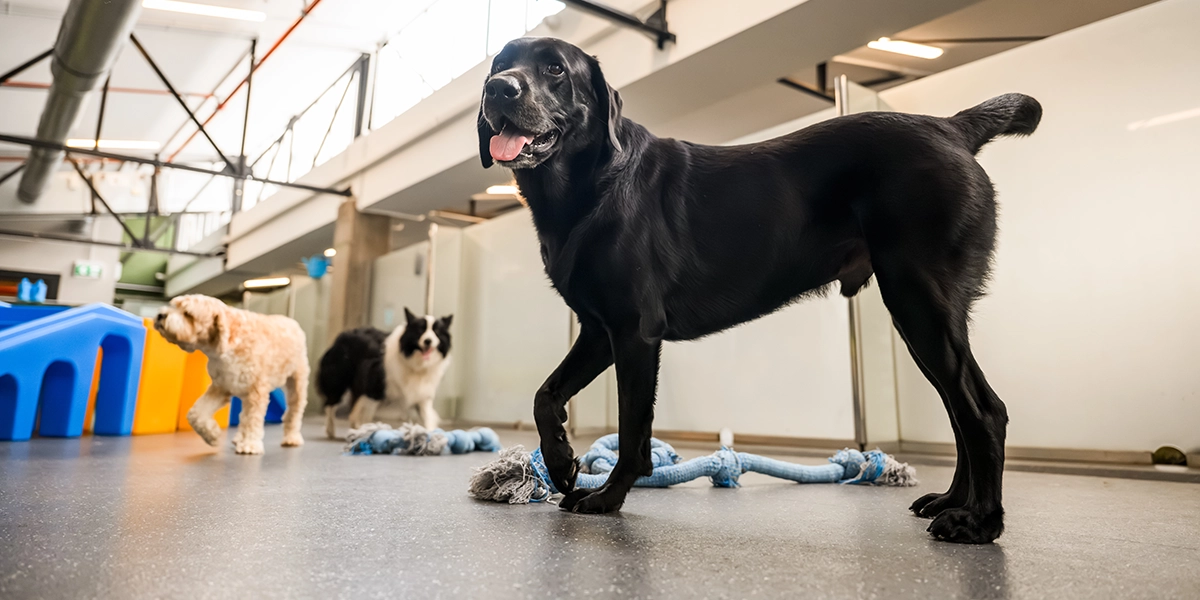 Dogs playing in the Pets In The City indoor facility