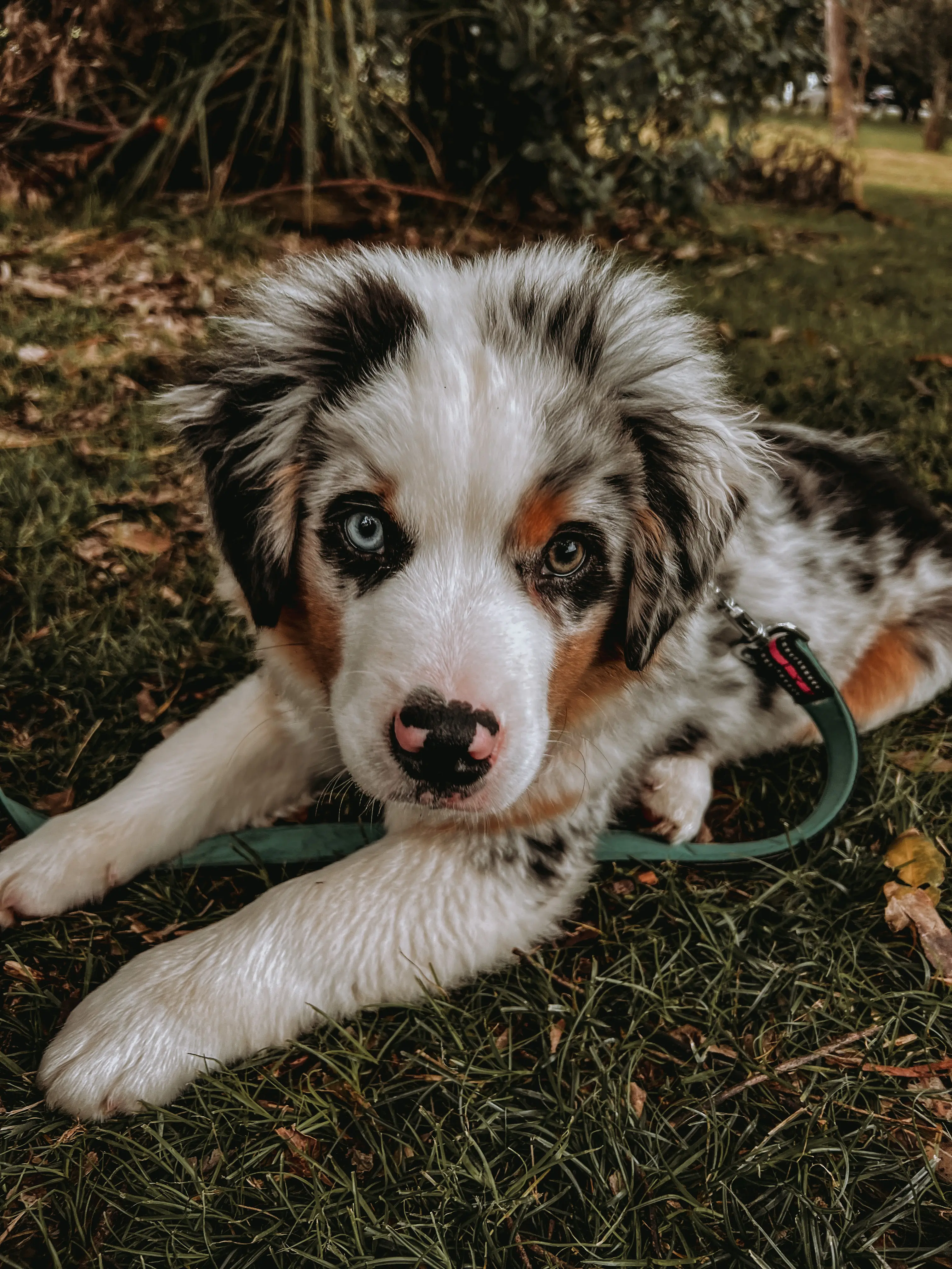 A merle collie puppy with striking eyes resting on the grass
