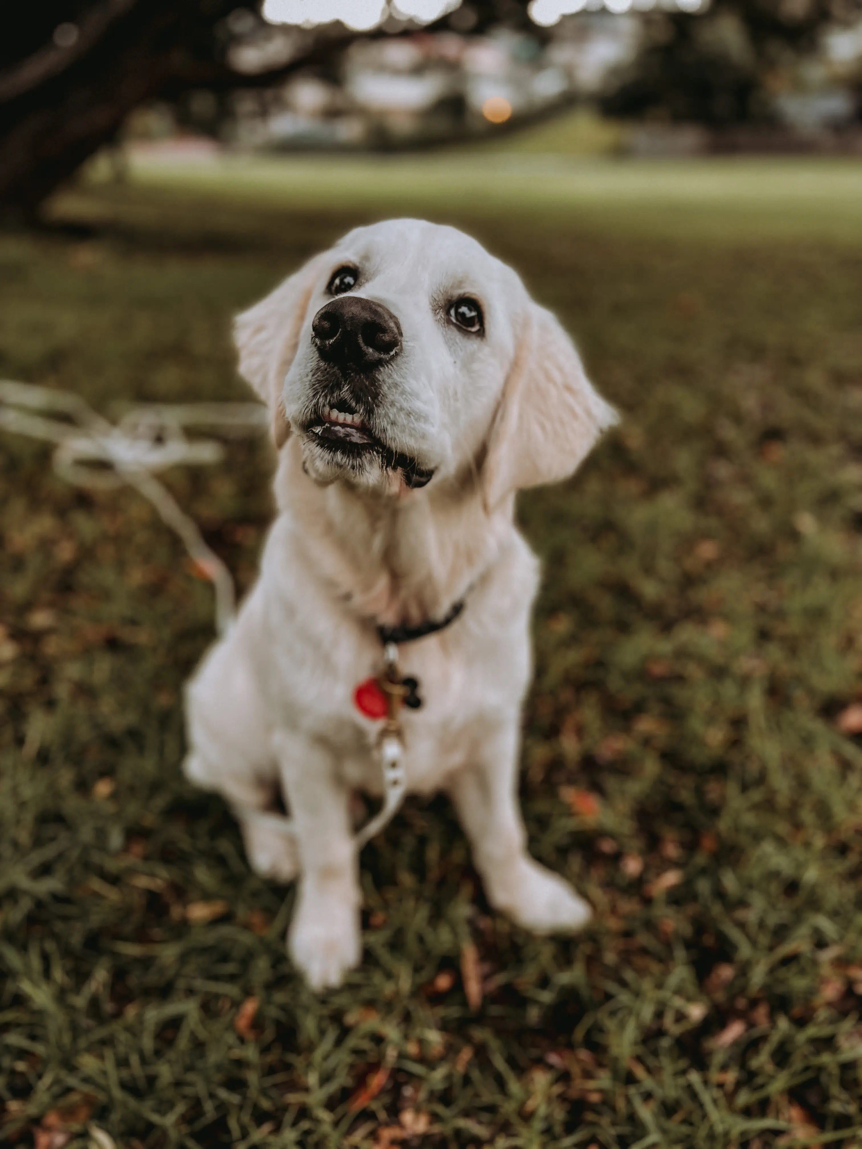 A pale golden retriever puppy sitting attentively at the park