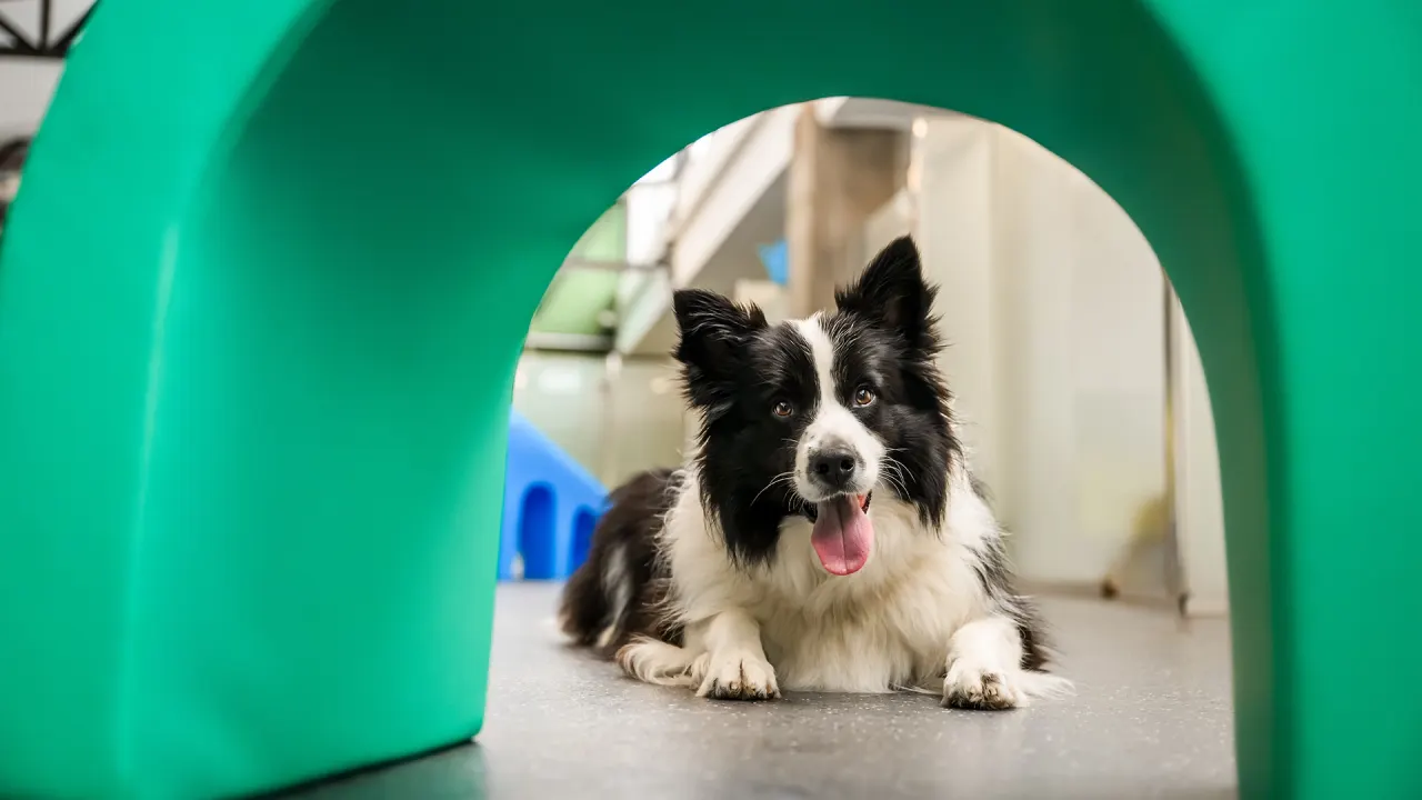 Happy golden retriever at Pets In The City dog daycare in Auckland