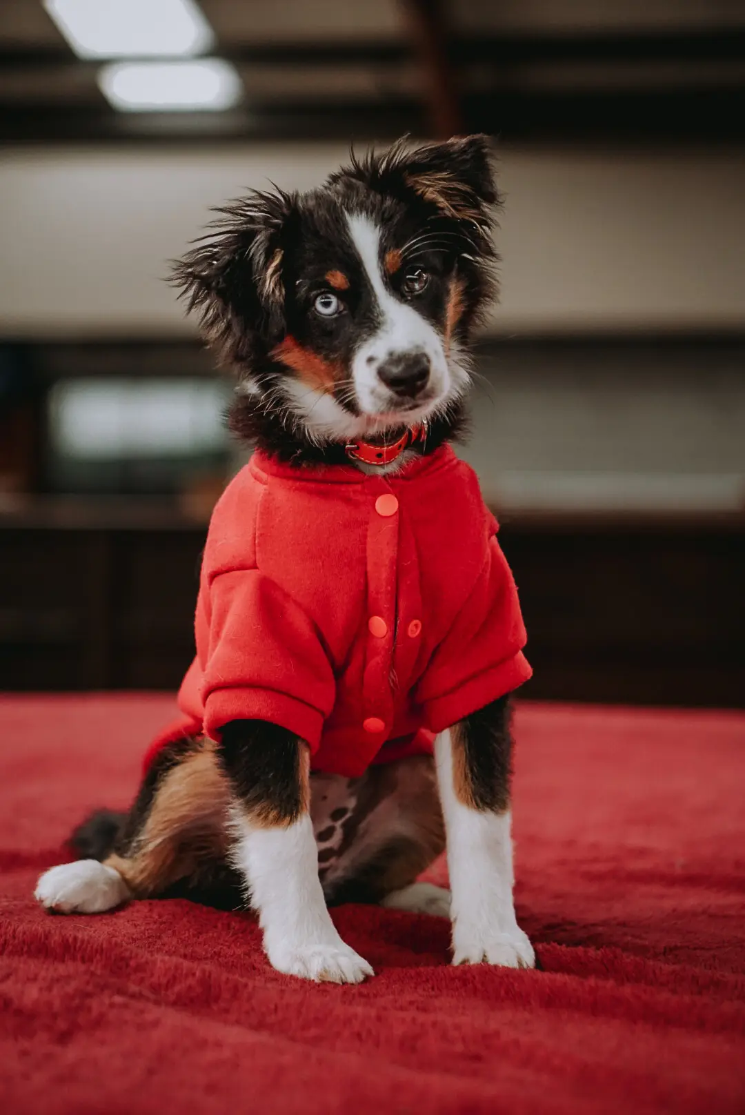 A tricolour puppy in a red jumper at Central Bark