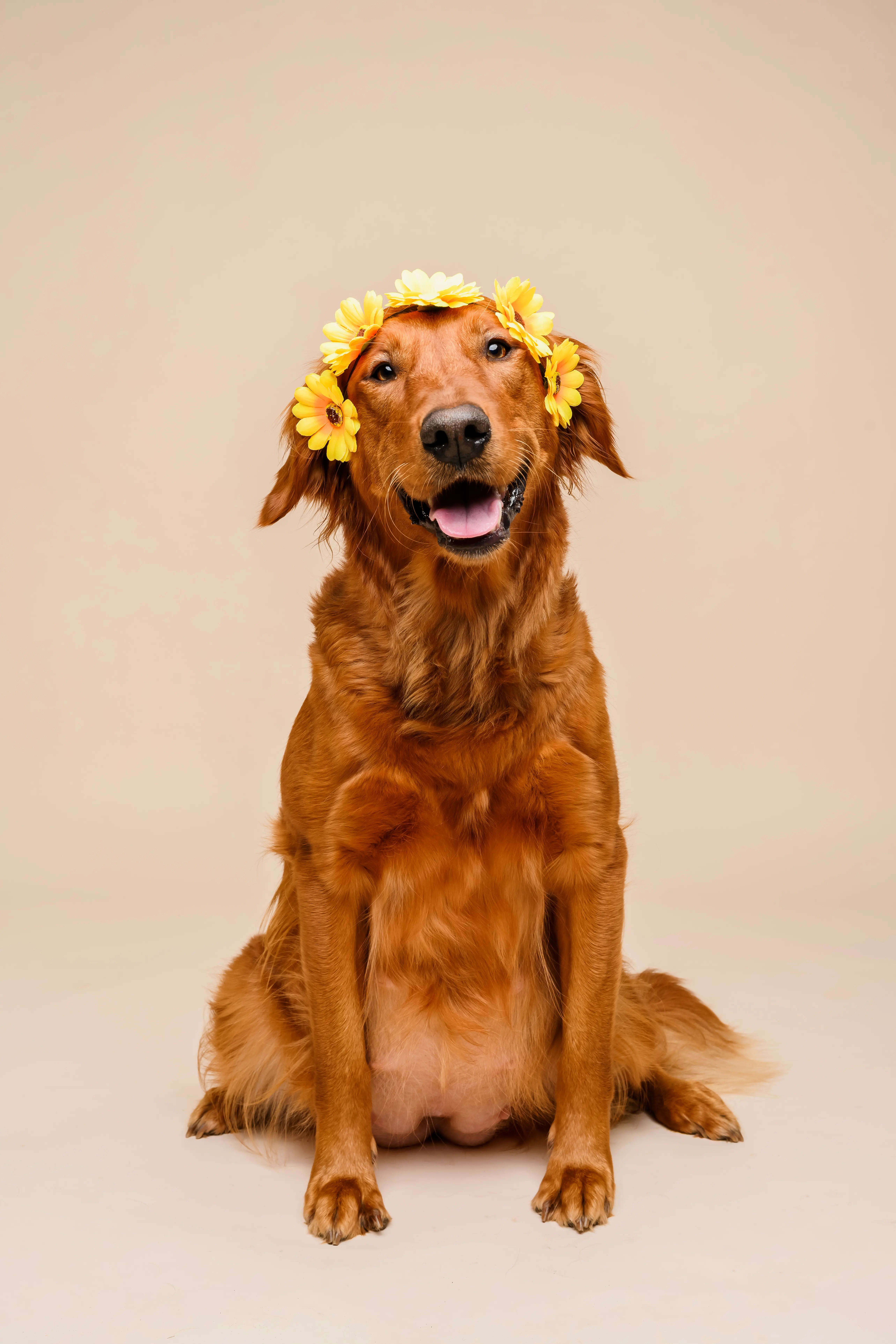 A Puppy Preschool graduate wearing a flower crown after completing the class at Central Bark