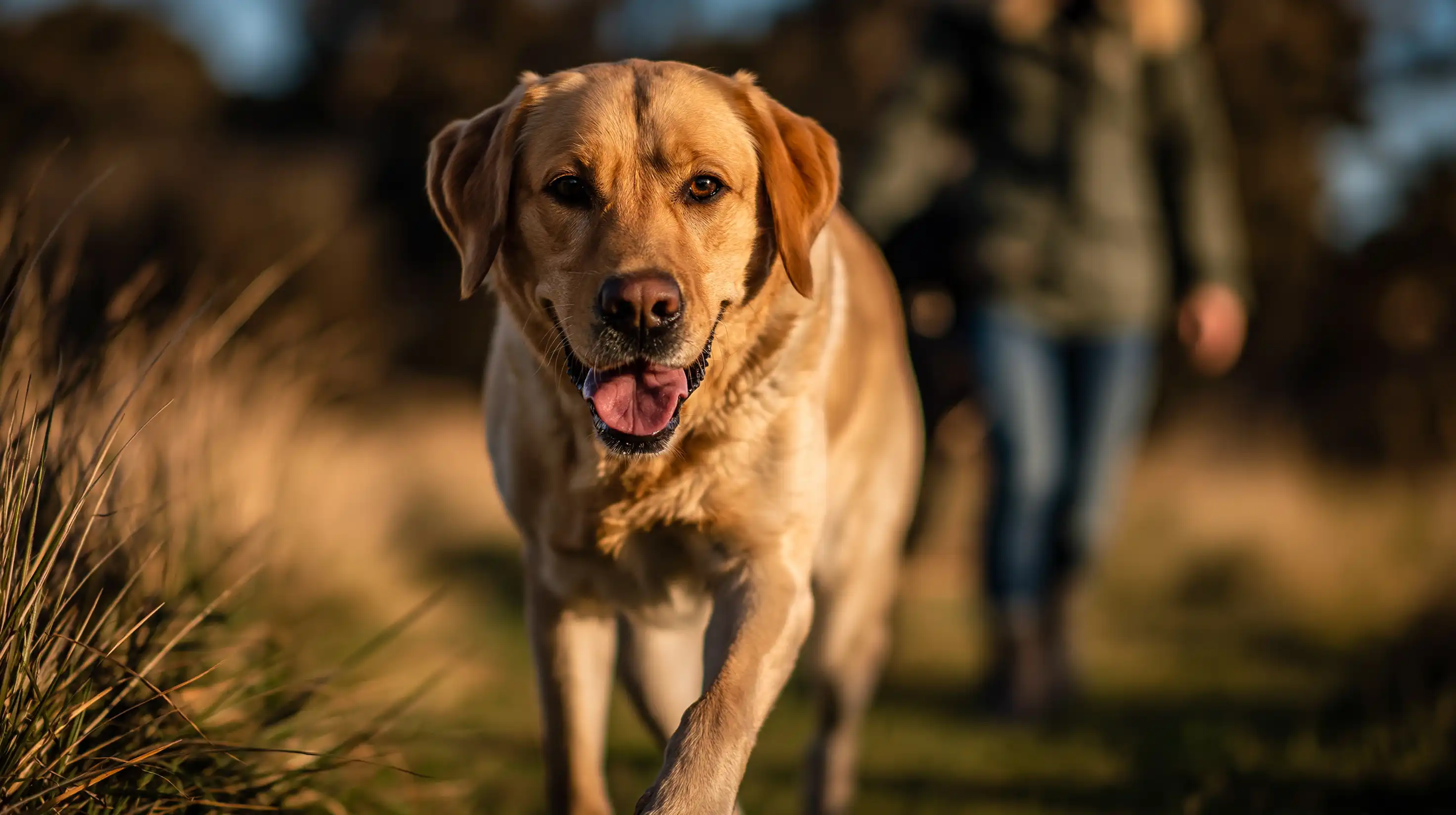 How recall training keeps your dog safer (and more connected to you)