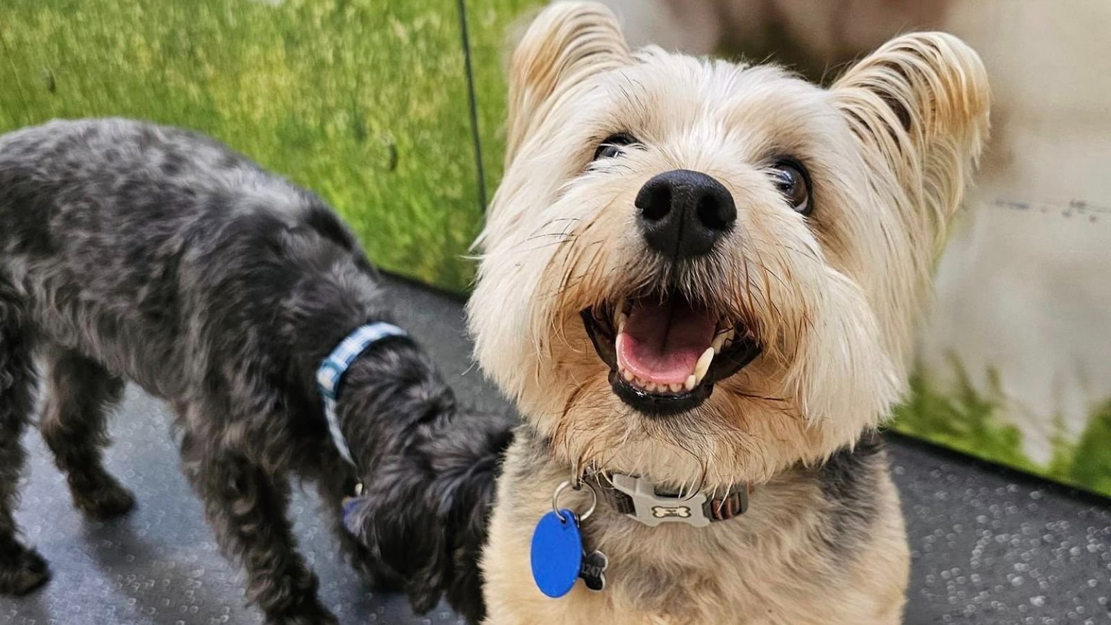 All smiles at Doggie Dacyare in Auckland