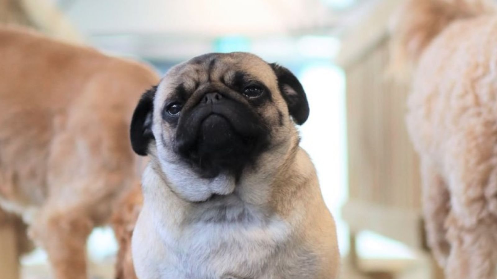 Pugs love doggy dacyare in Auckland