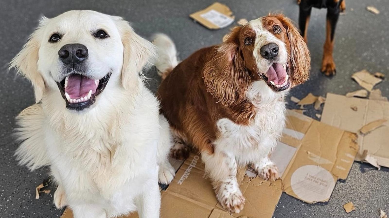 Dogs enjoying daycare at Pets In The City Central Bark, Auckland Central’s trusted dog hotel and grooming centre.