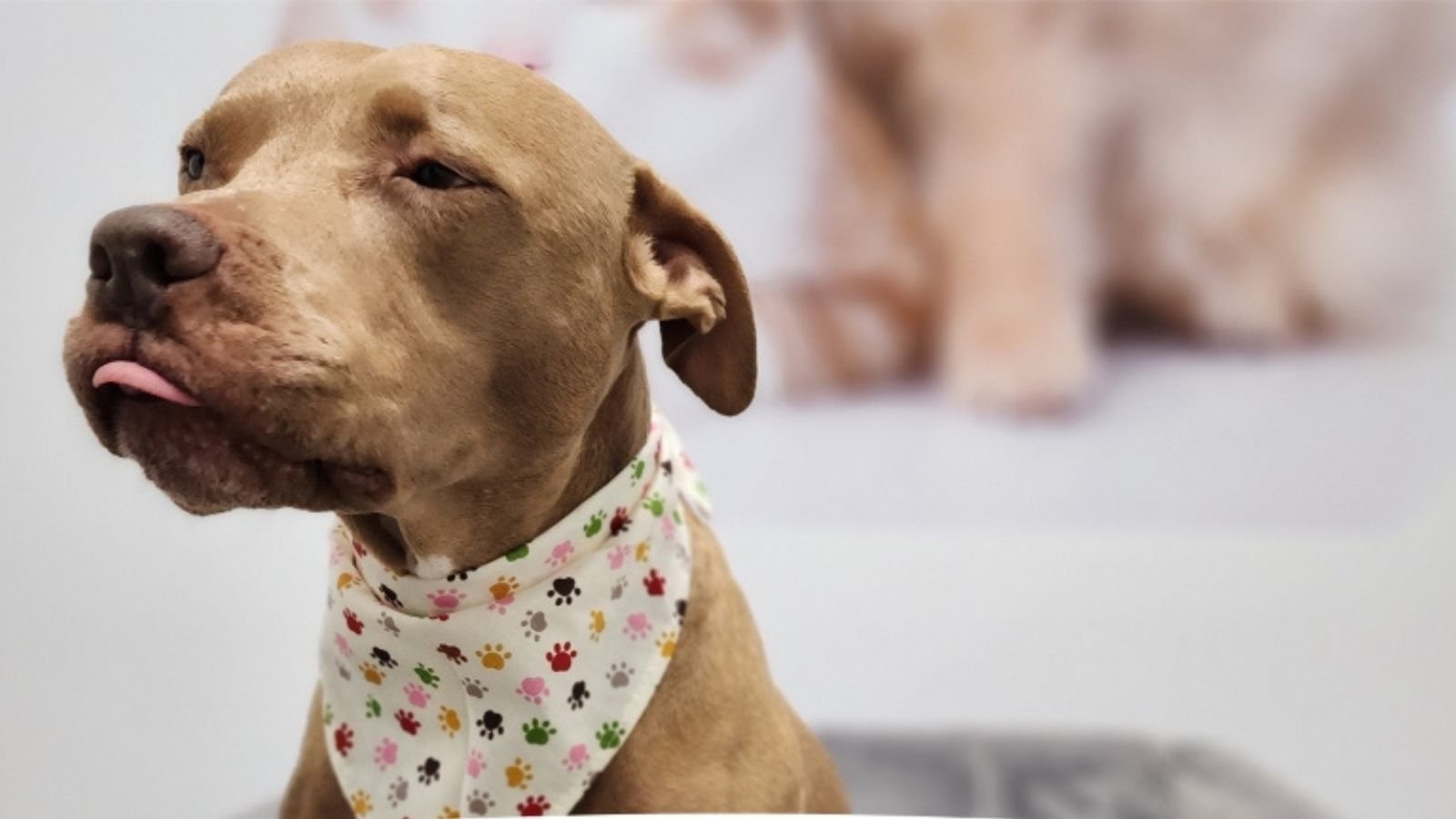 Pampered Pouches Auckland