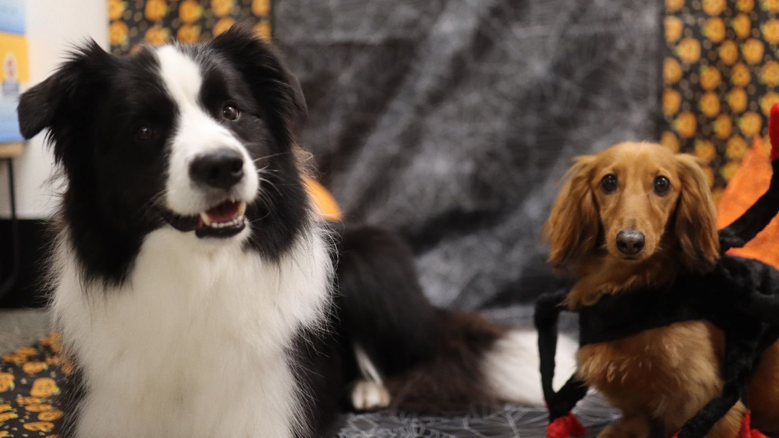 Dog daycare Auckland