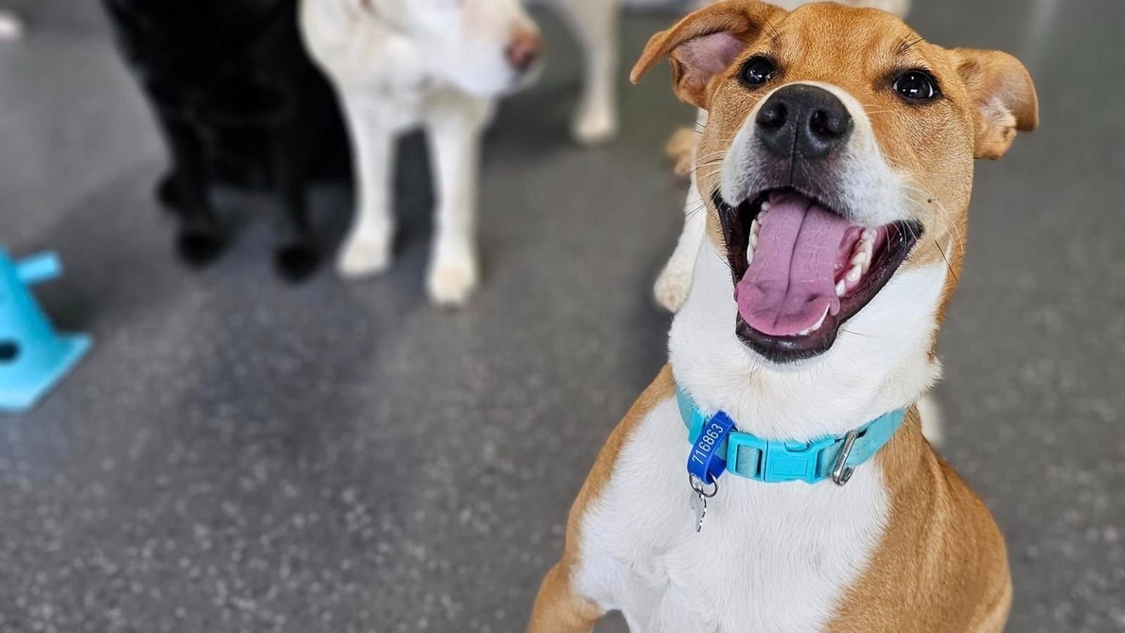 All Smiles at Doggy Dacyare in Auckland
