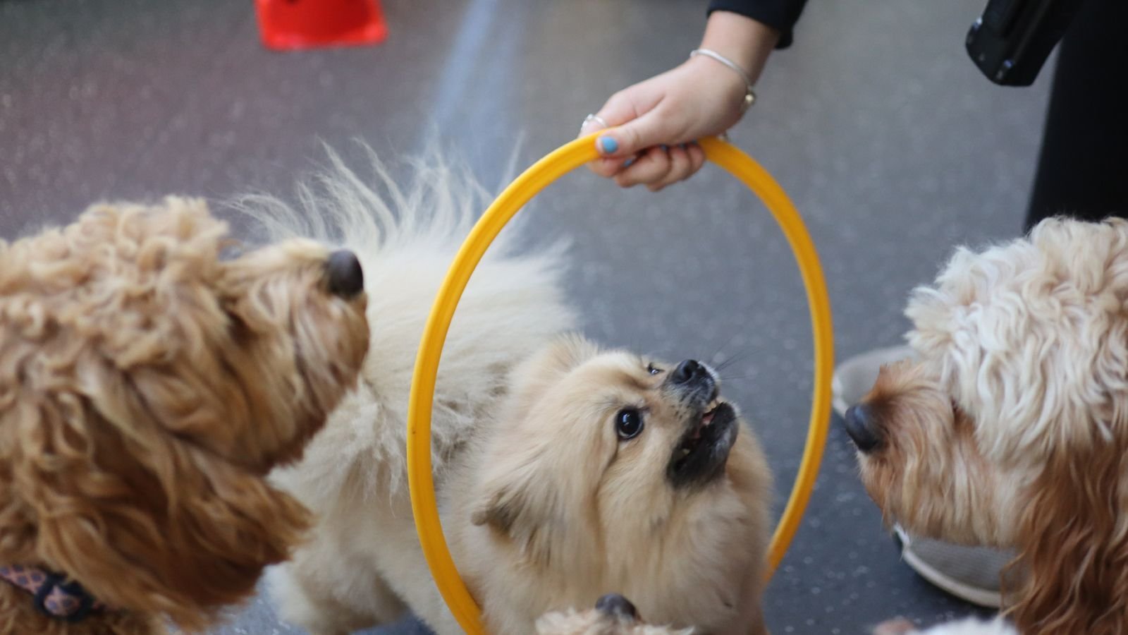 Dog Enrichment Auckland
