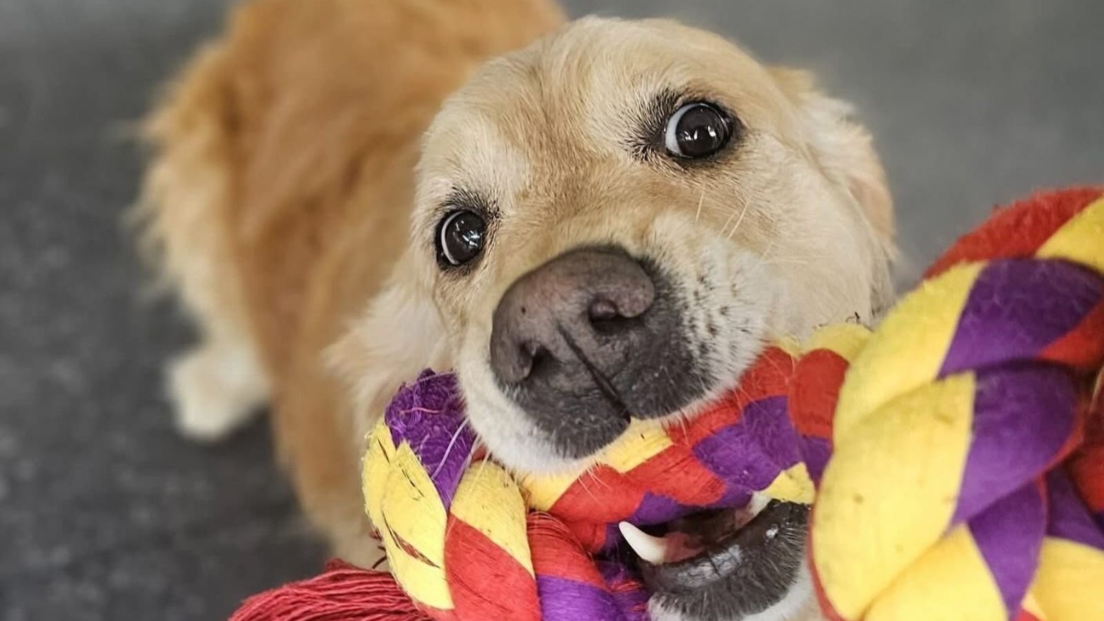 Enrichement games at Dog Dacyare