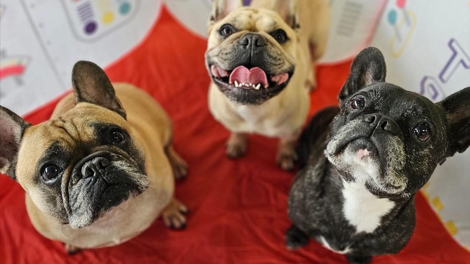 French Bulldog gang at Auckland's Best Doggy Daycare