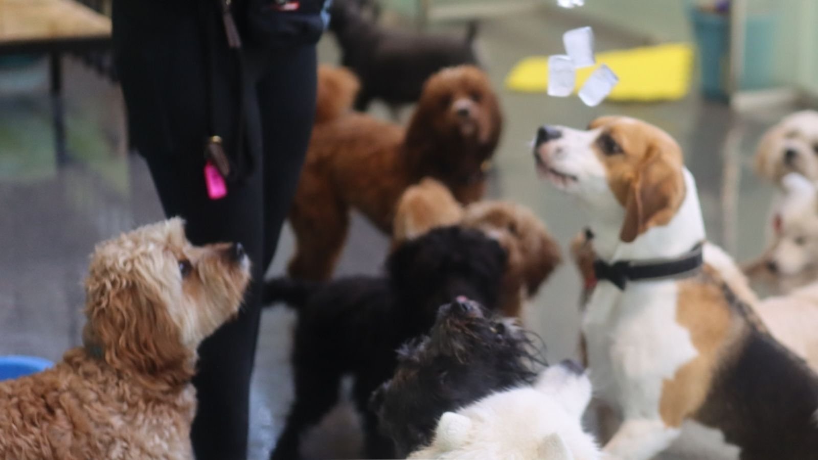 Structured dog dacyare