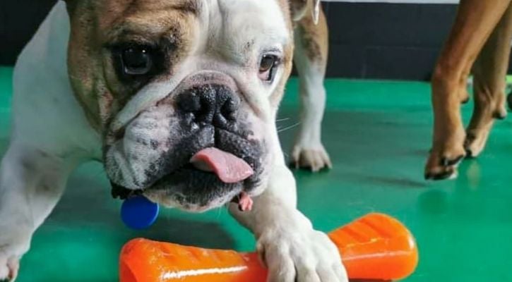 Bulldog with Bionic Bone