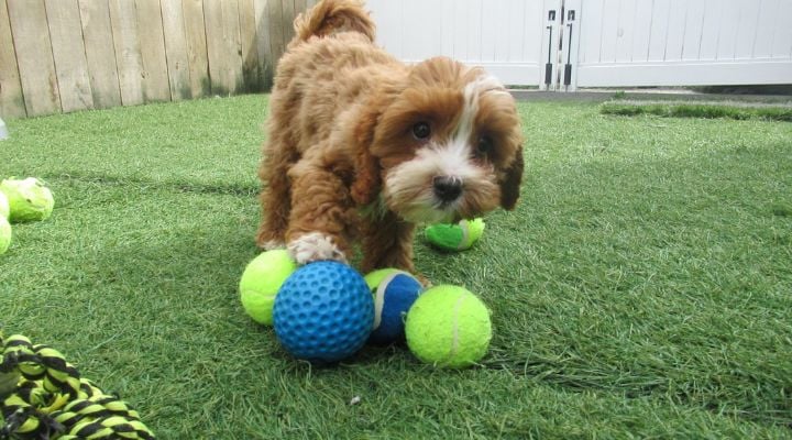 Cavoddle puppy with balls