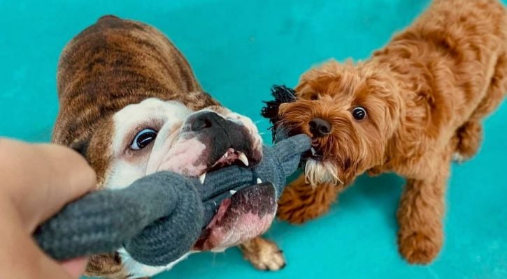 Cavoodle and Bulldog playing tug of war