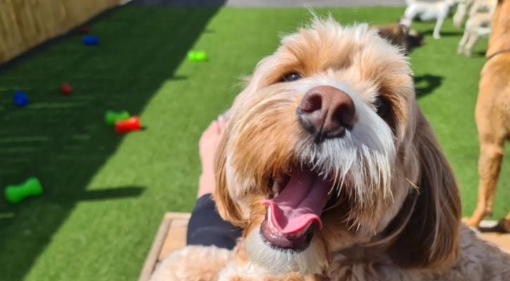 Cavoodle on platform-1