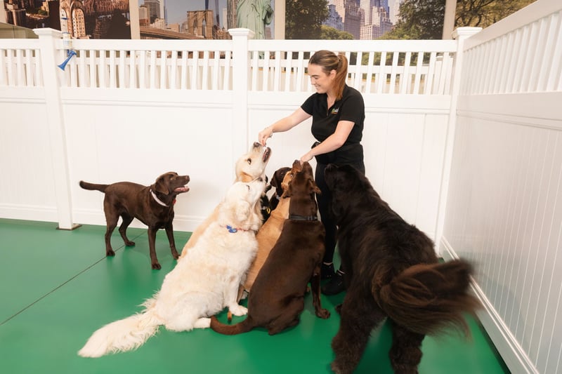 Danny training a group sit