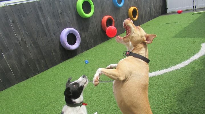 Dog Jumping for ball