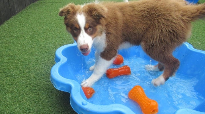 Dog in Paddling Pool