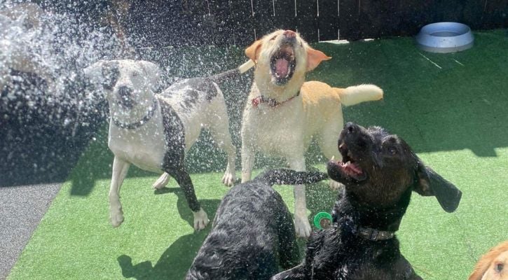 Dog jumping for hose