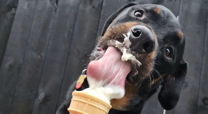 Dog licking Icecream
