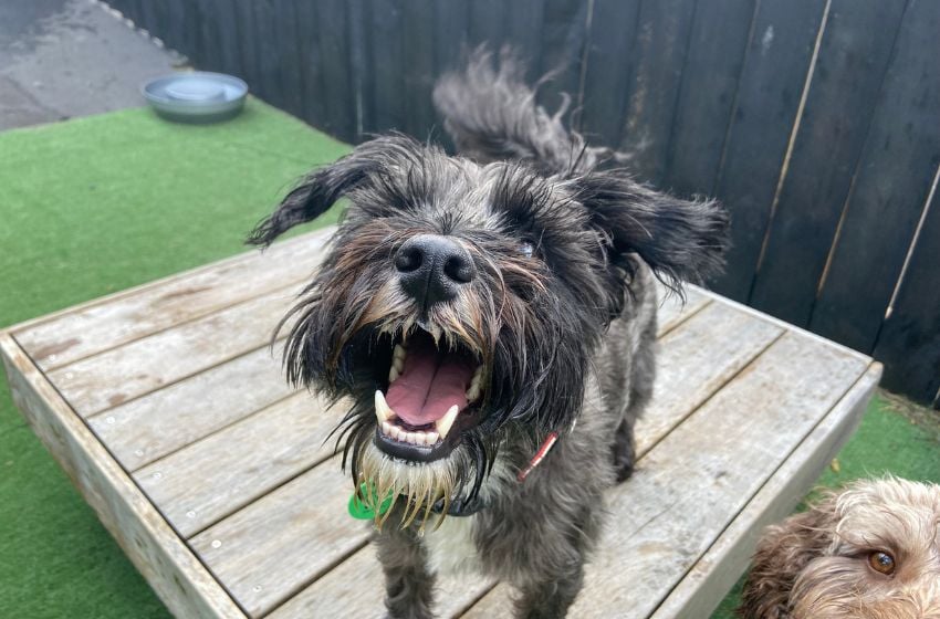 Dog on Platform