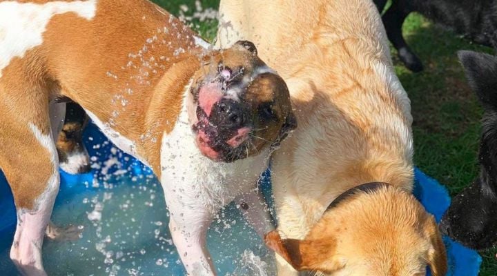 Dog with hose