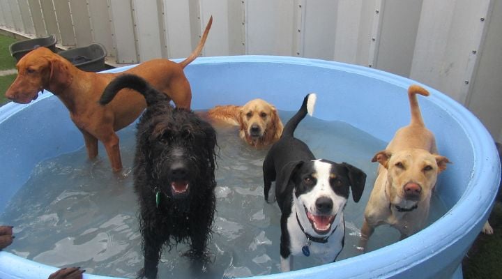 Dogs in Pool-1