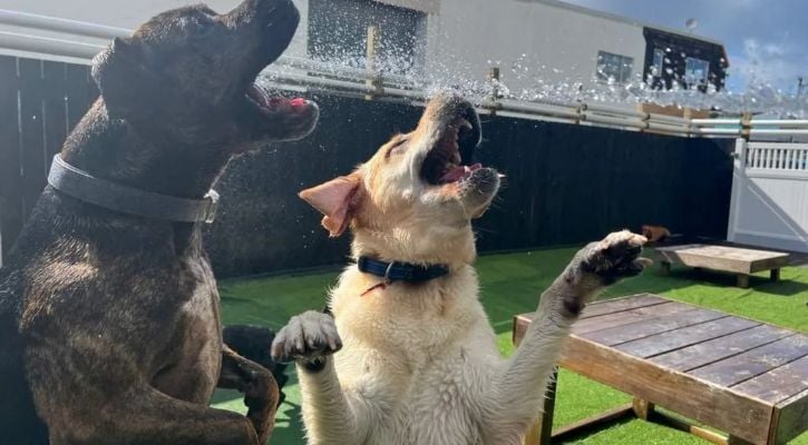 Dogs jumping at hose