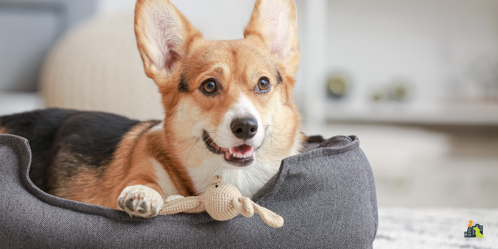 Every puppy is unique; socialising and training them is a gradual process that requires patience, practice and lots of consistency-10