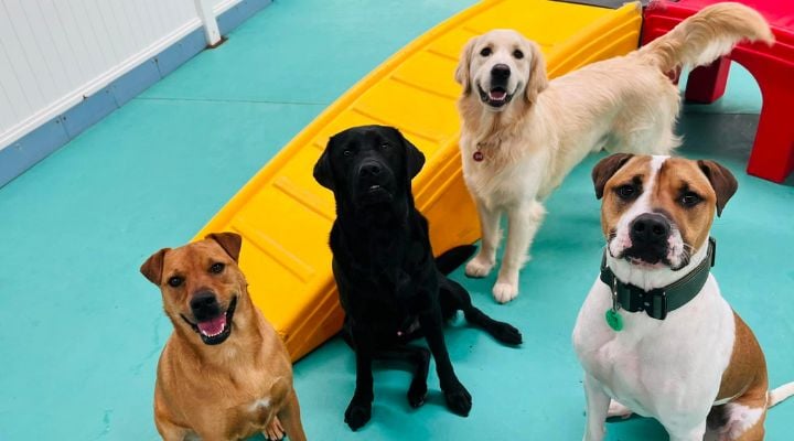 Four Big dogs posing