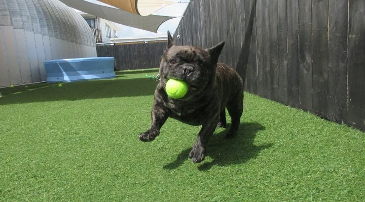 Frenchie with Tennis Ball-1