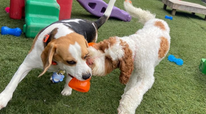 Force-free dog daycare in Auckland – supervised social play