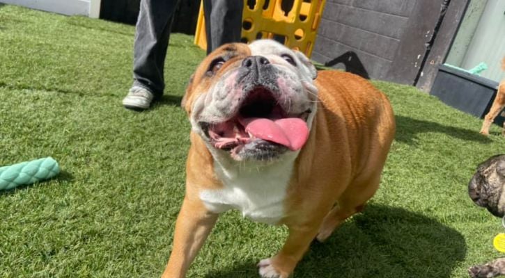 Ethical dog care in Auckland – no force, only kindness