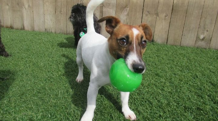 Jack Russell with Ball