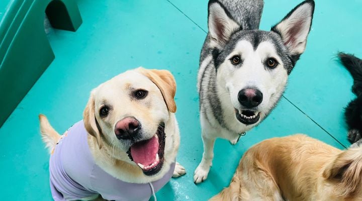 Lab and Husky