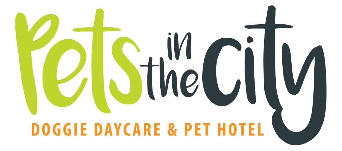 Dog Daycare Dog Kennels Auckland Dog Boarding Dog Hotel