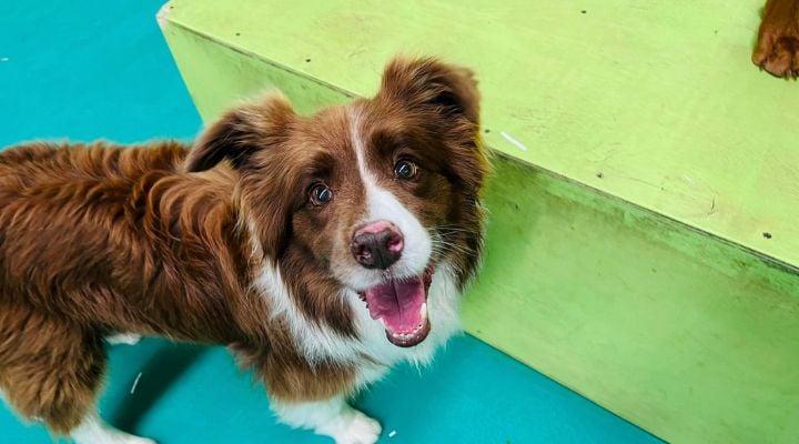 Puppy next to box