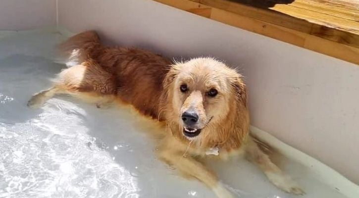 Retriever in Pool