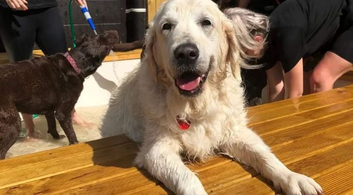 Retriever wet after pool time