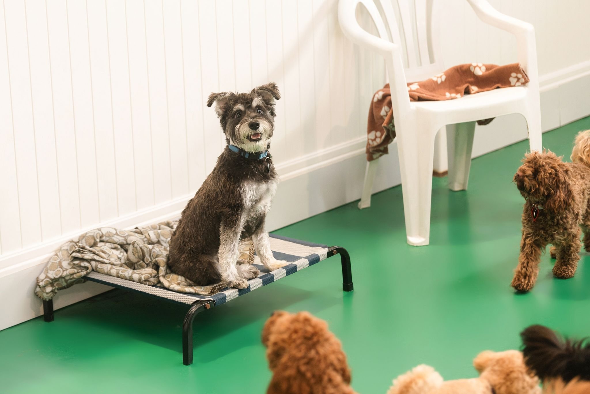 Small Dog on Bed