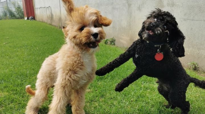 Two Cavoodles Playing