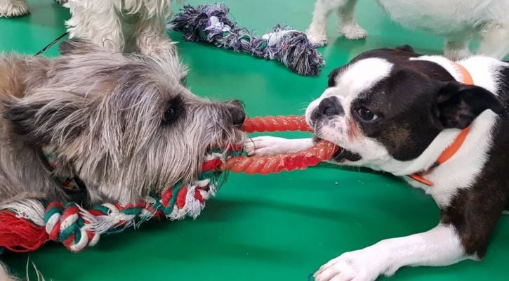 Two dogs playing tug