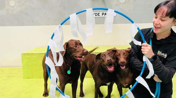 Three labs and a hoop