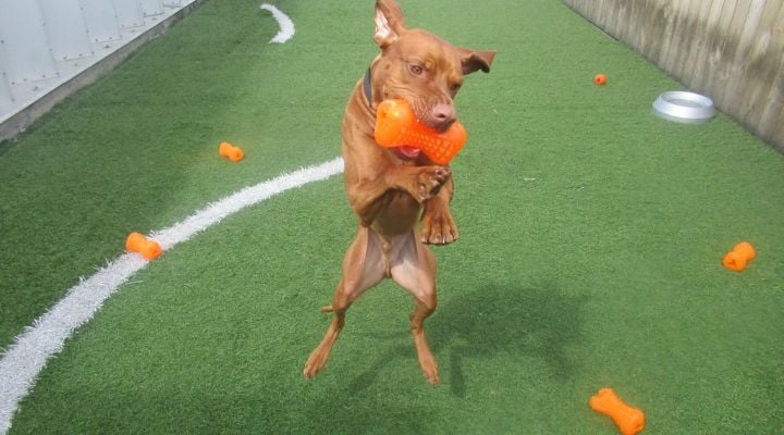 Vizla Jumping 3