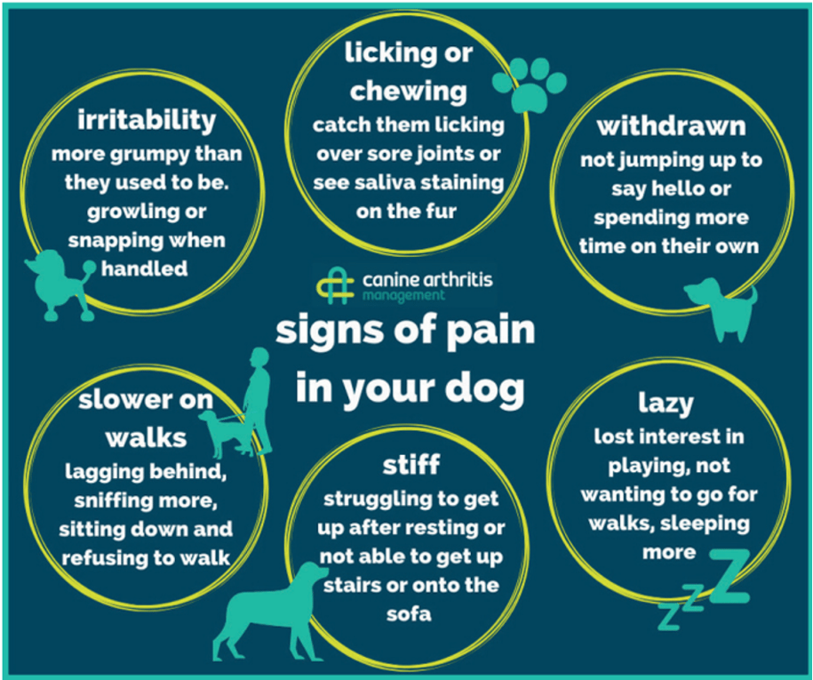 Top Tips for identifying signs of pain in your dog