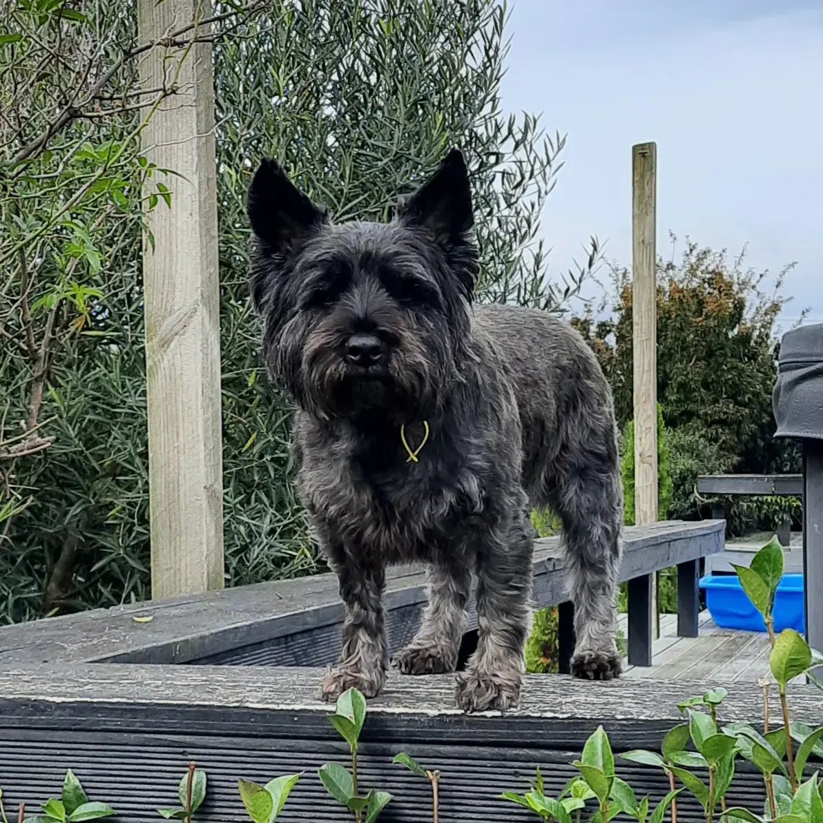 murdock