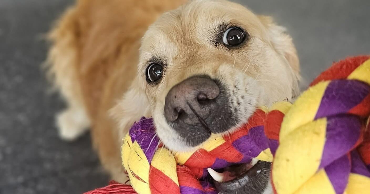 Is dog day care actually worth the cost? What do dogs get out of it?