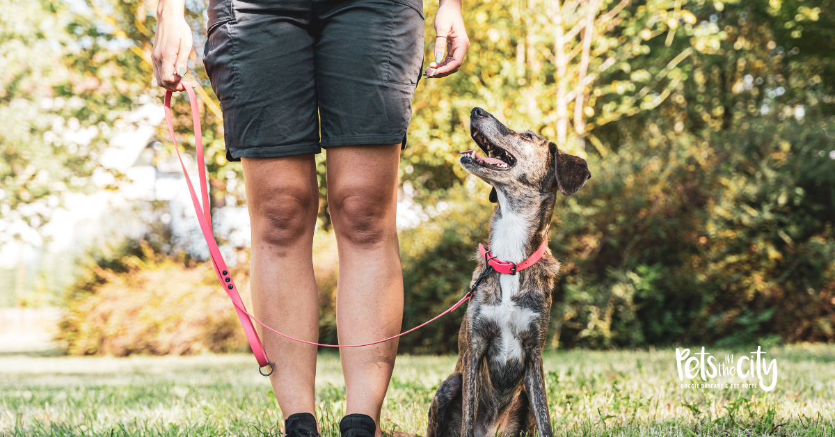 Can you explain why recall training is so important for my dog’s safety?